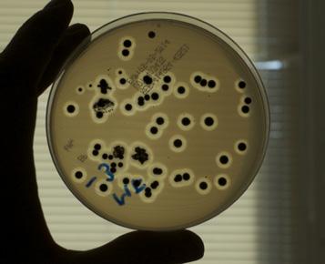 Mikrobiologi Säkra och hållbara livsmedel Både konsumenter och producenter ställer krav på säkra och hållbara livsmedel.