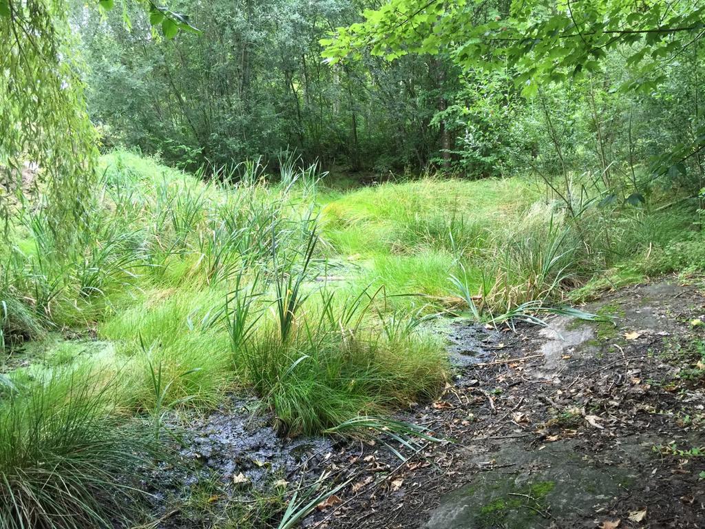 3 Lokal 1 Dammen. Foto: Svante Hultengren/Naturcentrum AB 24/8 2016. Delområde 2. Lövbård.