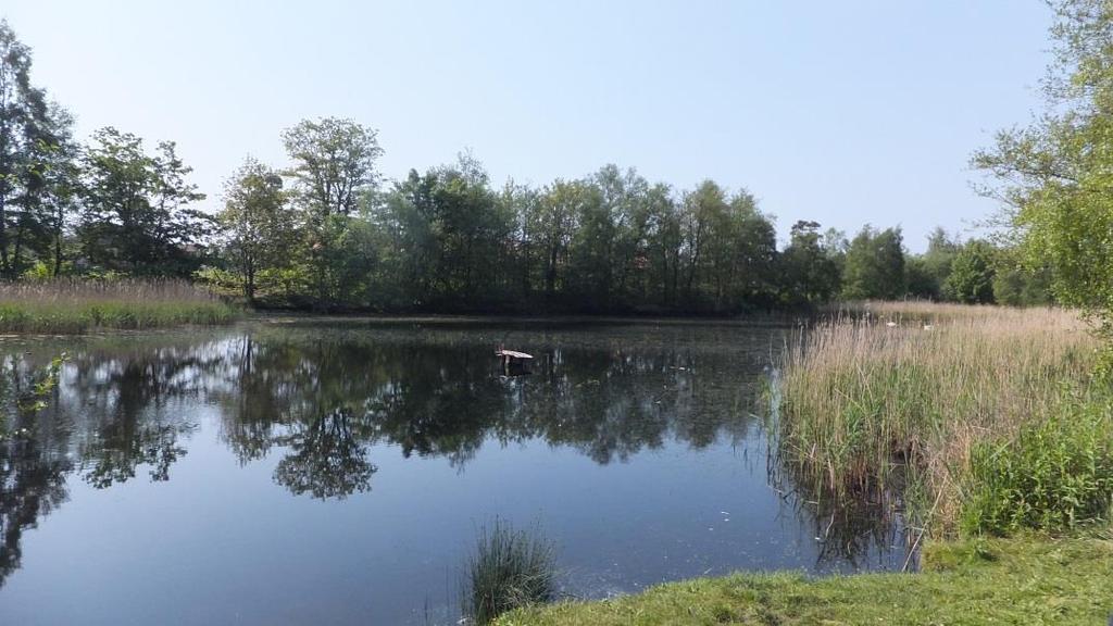 Som underlag till detaljplanen har vi på uppdrag av Ystad kommun gjort en inventering av groddjur i området.