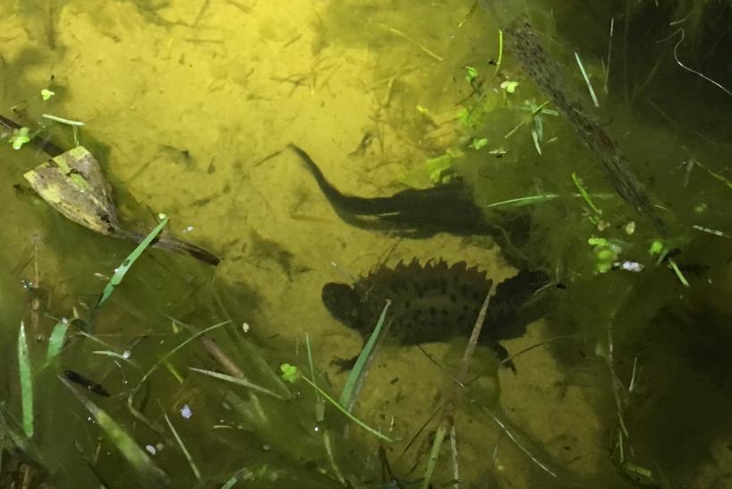 framträder en silverskimrande strimma. Under leken uppvisar salamandrarna ett parningsspel i vegetationen på grunt vatten.