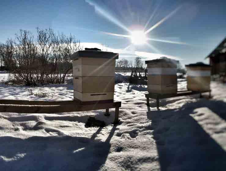 Juryns motiveringar: Vinnarbild vinter, fotograf Danny Zwaard. Snötyngd granskog? Fjällhöga alper? Frostnupna björkar? Nej, vintertid så måste det här vara en av de bästa utsikterna för en biodlare!