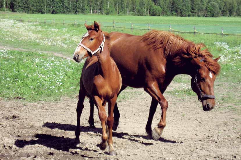 10 För friska och välmående hästar Avel Djurskyddssynpunkter och djurens hälsa ska beaktas vid avel.