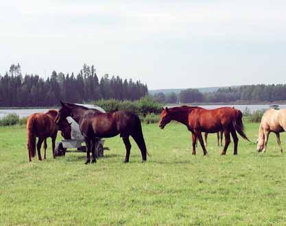 För friska och välmående hästar 9 Ytterligare information om läkemedelsbehandling av djur fås av den veterinär som sköter djuret och på webbadressen www.evira.
