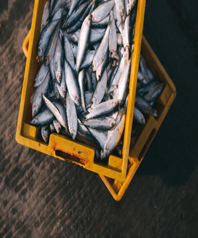 Fisk och fiskprodukter Utmaning i att öka användningen av inhemsk vildfisk, produkter för storkök endast få.
