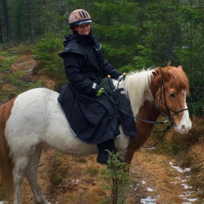 Bjarmi: Stor vacker rödskäck med fina rumsliga gångarter. Bjarmi är efter Haleggur från Oskarslund och har liksom sin far 5 fina gångarter i alla tempon och är uppskattad bland alla typer av ryttare.