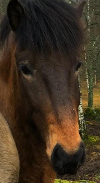 Han trivs med små hjälper och en lågmäld lyhörd kommunikation men han passar gärna på och ser till att han hamnar först i ledet om man inte är tydlig med att han ska gå någon annanstans.