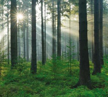 Skogsgödsling en lönsam investering Skogsgödsling ökar tillväxten med 15-20 kubikmeter per hektar vilket ger skogsägaren 10-15 procent årlig förräntning på investeringen.