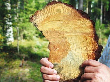 Skogsgödsling och ekonomi Lönsamheten för skogsgödsling skapas av både en volym- och en dimensionseffekt. Värdet av den extra virkesvolymen utgör volymeffekten.