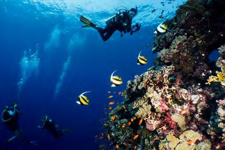 Höjdpunkter under resan St Johns Reefs Efter att vi har kastat loss beger vi oss söderut mot St Johns Reefs, ett område som de vanliga dagbåtarna i Egypten inte når, detta erbjuder finare och mer