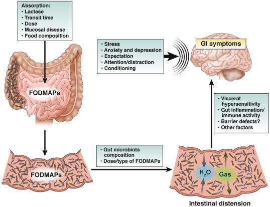 Absorption/upptag Enzymer Transit Måltidens sammansättning FODMAP Stress Ångest och