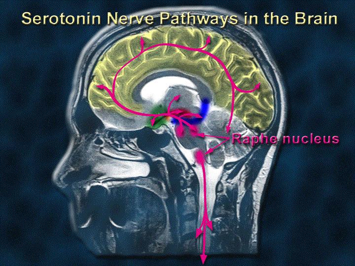 SEROTONIN OCH ÅNGEST Människa: Behandling med SSRI ger