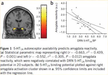 Nature Neurosci 2006 PET studie 11 C-WAY100635 (5HT1A receptor bindning) fmri amygdala aktivitet (emotionella ansikten) Friska frivilliga,
