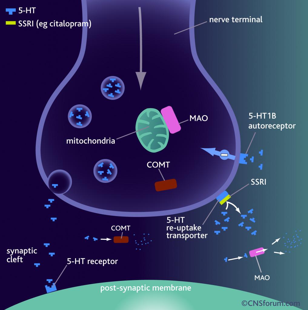 SEROTONINTRANSPORTÖREN: SOCIAL FOBI SEROTONINTRANSPORTÖREN PET-studie 11 C-DASB Social fobi (n=26) vs.