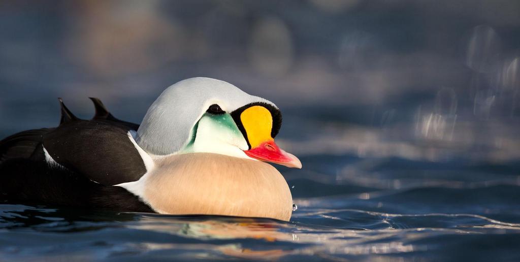 Fotoresa Varanger 8 12 mars 2018 med Mikael Arinder Praktejder, fotograferad från fotogömslet i Båtsfjord. Foto: Anders Blomdahl Varmt välkommen på AviFaunas fotoresa till Varanger!