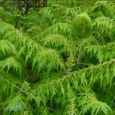 60-80 C 80-100 C - typhina rönnsumak Zon 1-3. Höjd 2-3 m, bredd 3-4 m. Buskaktigt, flerstammigt träd med vackert växtsätt. Bruna, ludna grenar.
