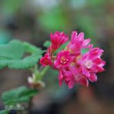 En utmärkt marktäckare, bäst i mellansverige och uppåt. Busk C2 - sanguineum, i sorter rosenrips Zon 1-3. Höjd 1,5-2 m, bredd 1,5 m. c/c 1 m. Röda blommor i maj. Samplantera med t ex forsythia.