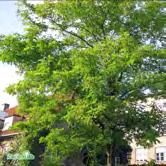 Stambarken hos äldre träd är djupt sprickig. Bladen är parflikiga, 15-25 cm långa och får sällan höstfärg. Robinian är anspråkslös och växer i olika slags jordar bara de är väldränerade.