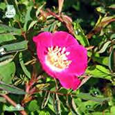 Blommar på försommaren med 4-5 cm vida, mörkt rosa till karminröda, medelstarkt doftande blommor.