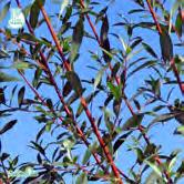 Höjd 4-6 m, bredd 4-6 m. Litet träd med gles krona. Skotten är brunröda men ofta överdragna med ett blågrått vaxskikt. Bladen är 10-15 cm långa med en långt utdragen spets.