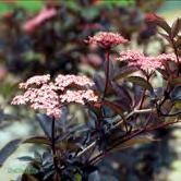 TRÄD OCH BUSKAR SAMBUCUS - - BLACK BEAUTY ('Gerda'*) fläder Zon 1-3. Höjd 2 m, bredd 2 m. Rosa blommor som är mycket fina mot det riktigt mörkt röda bladverket.