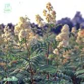 c/c 1 m. Mycket härdig och tålig, kompakt, tätt förgrenad buske. Grönskar och blommar tidigare än S. sorbifolia.