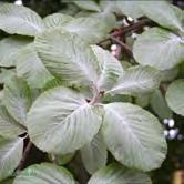 TRÄD OCH BUSKAR SORBUS SORBUS - aria 'Gigantea' E jättevitoxel Zon 1-4. Höjd 12-15 m, bredd 5-7 m. Sort av vitoxel som under sin utveckling har en äggformig krona.