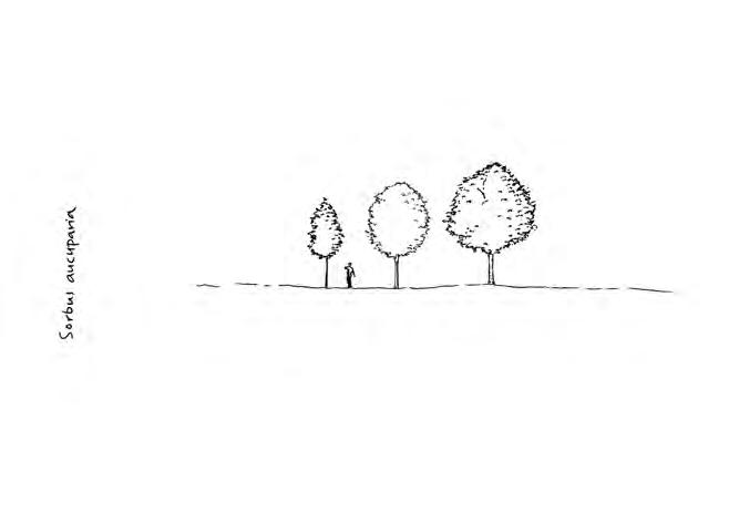 SORBUS TRÄD OCH BUSKAR - - 'Fastigiata' pelarrönn Zon 1-5. Höjd 6-8 m, bredd 3-4 m. Träd av sorten har i början en stark tendens att bilda en genomgående stam.