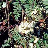SORBUS TRÄD OCH BUSKAR - frutescens FK ÅS E liten pärlrönn Zon 1-5(6). Höjd 2-3 m, bredd 2 m. Vacker buske eller litet träd med något överhängande, tunna grenar.