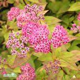 På hösten får bladen en gulare ton. Purpurröda blommor i juli. Busk C2 - - 'Froebelii' praktspirea Zon 1-6. Höjd 0,8-1,2 m, bredd 0,8-1,2 m. c/c 0,75-1 m.