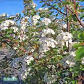 Buske med sicksackväxande grenar. Vita blommor i mångblommiga, rundade klasar i maj-juni. Tål skugga.