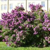 SYRINGA TRÄD OCH BUSKAR SYRINGA Med sin doft och sina sagolika blomklasar är syrenerna några av våra mest älskade buskar.