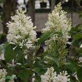 Syrener trivs bäst och blommar mest i full sol, men halvskugga går också bra. Generellt föredrar de väldränerade, näringsrika jordar med tillgång till fukt. Vissa sorter trivs även i torrare lägen.