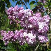 SYRINGA TRÄD OCH BUSKAR - - 'Michel Buchner' syren Zon 1-4. Höjd 3-5 m, bredd 4-5 m.