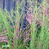 TRÄD OCH BUSKAR TAMARIX - TILIA TAMARIX - ramosissima 'Pink Cascade' höst-tamarisk Zon 1-3. Höjd 2-3 m, bredd 2-3 m. Upprätt, öppet växande buske. Rödbruna grenar och barrliknande blad.
