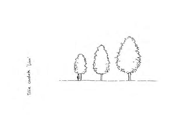 TILIA TRÄD OCH BUSKAR - - LINN E ('Elin'*) skogslind Zon 1-4. Höjd 10-12 m, bredd 4-5 m. En helt ny sort av skogslind, funnen av Rune Bengtsson, SLU Alnarp, i en lindplantering i Vellinge kommun.