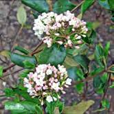 VIBURNUM TRÄD OCH BUSKAR - x burkwoodii hybridolvon Zon 1-4. Höjd 1-2 m, bredd 2-3 m. Upprätt, vintergrön buske med luftigt växtsätt.