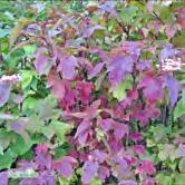 VIBURNUM - WEIGELA TRÄD OCH BUSKAR - sargentii 'Onondaga' blodolvon Zon 1-5. Höjd 2-4 m, bredd 1-1,5 m. Vacker, upprätt buske vars blad är mörkröda vid utspring men övergår till rödgrönt efterhand.