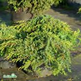 GINKGO - JUNIPERUS BARRVÄXTER - - 'Mariken' ginkgo Zon 1-2. Klotformigt litet träd med breda ljusgröna blad. Får vacker gul höstfärg. Varmt och skyddat läge.