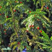BARRVÄXTER TAXUS TAXUS Idegranar är buskar eller mindre träd med glänsande, gröna barr. Äldre grenar har rödbrun bark som flagar av. Han- och honblommor finns på skilda individer.