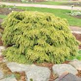 30-40 C 40-50 C TSUGA - canadensis hemlock Zon 1-3. Höjd 8-10 m, bredd 5-7 m. Träd med vågräta grenar som bildar bred och luftig krona. Mörkgröna barr med vit undersida. Hängande, bruna kottar.