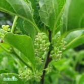 KLÄTTERVÄXTER CELASTRUS - CLEMATIS CELASTRUS - orbiculatus japansk träddödare Zon 1-4. Höjd 10-12 m. Mycket kraftigväxande slingerväxt. Kräver stöd. Tvåbyggare.