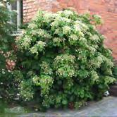 HUMULUS - JASMINUM KLÄTTERVÄXTER - - 'Korsta' (SWE 25) humle A-kv C Zon 1-8, men tveksamt om kottarna hinner mogna i de högsta zonerna. Höjd 5-8 m.