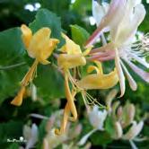 Höjd 4-5 m. Ljusgula, starkt doftande blommor i maj-juni. Orangeröd frukt.