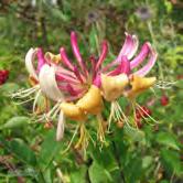 Odlas mest för sitt blanka bladverks skull, det är grönt nästan hela vintern. Små, gulröda blommor.