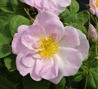 Busken är en strålande vacker solitär men är också fin i grupper, buskage och häckar. Blomsterhult är en by mellan Öljaren och Hjälmaren i nuvarande Vingåkers kommun i västra Sörmland.