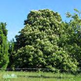 AESCULUS - ALNUS TRÄD OCH BUSKAR - hippocastanum hästkastanj Zon 1-5. Höjd 20-25 m, bredd 15-20 m. Kronbyggnaden är karakteristisk med flera, grova uppåtriktade huvudgrenar.