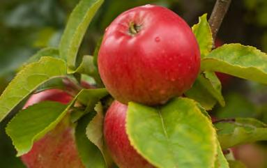 FRUKT OCH BÄR Nya svenska äppelsorter Det tar ungefär tjugo år att få fram en ny äppelsort. Nyligen var fyra nya, svenska äppelsorter redo för lansering.