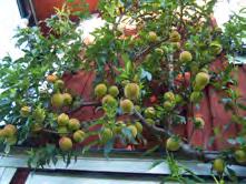 APRIKOS - BJÖRNBÄR FRUKT OCH BÄR - - 'Hargrand' aprikos Zon 1-3. Ganska stora gula frukter med lätt rodnad på solsidan.