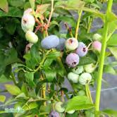 BLÅBÄR - HALLON FRUKT OCH BÄR - corymbosum amerikanskt blåbär Buskformade ofta mer högväxta sorter av blåbär, korsningar och kloner av nordamerikanska sorter.