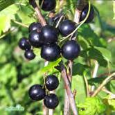 FRUKT OCH BÄR VINBÄR VINBÄR RIBES NIGRUM Svarta vinbär föredrar solig växtplats men klarar också halvskugga. Väldränerad, mull- och näringsrik jord. Gallra bort gamla grenar regelbundet.
